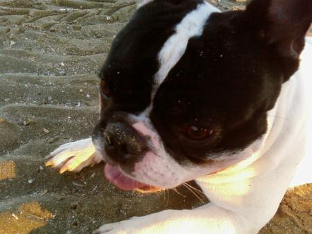 Mon chien